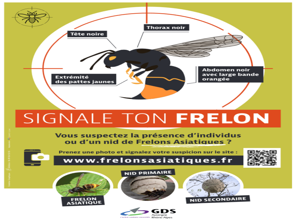 Signale ton frelon