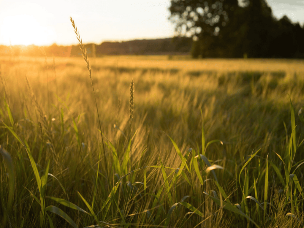 Autorisation de régulation d’espèces susceptibles d’occasionner des dégâts